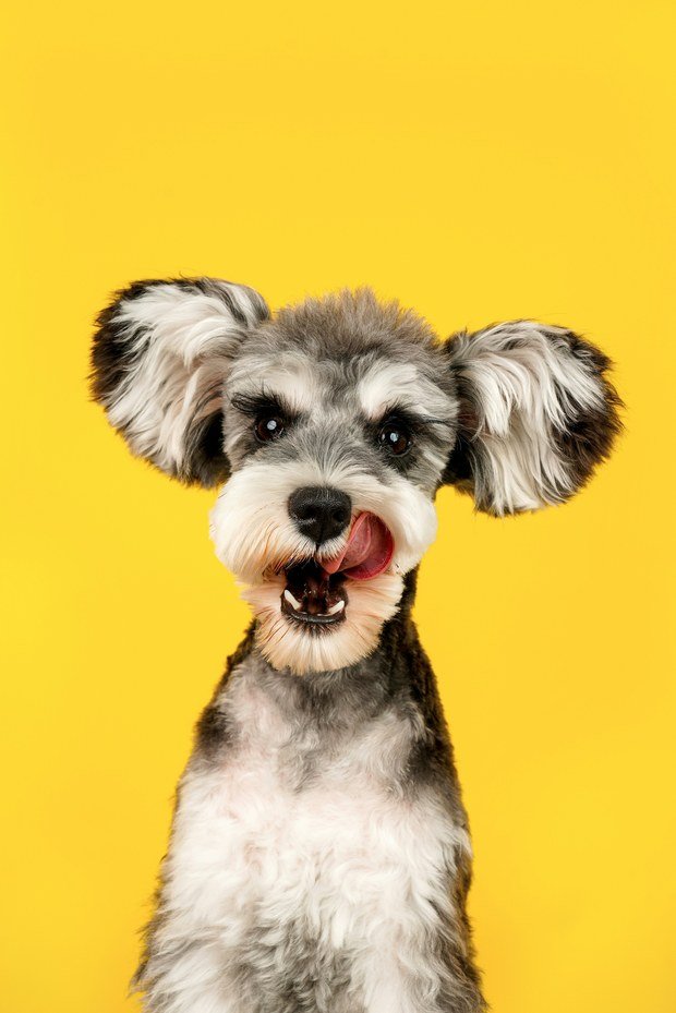 Cachorro schnauzer em frente a um fundo amarelo