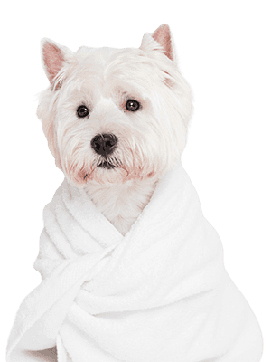Cachorro branco de pelo claro enrolado em uma toalha, olhando para a câmera