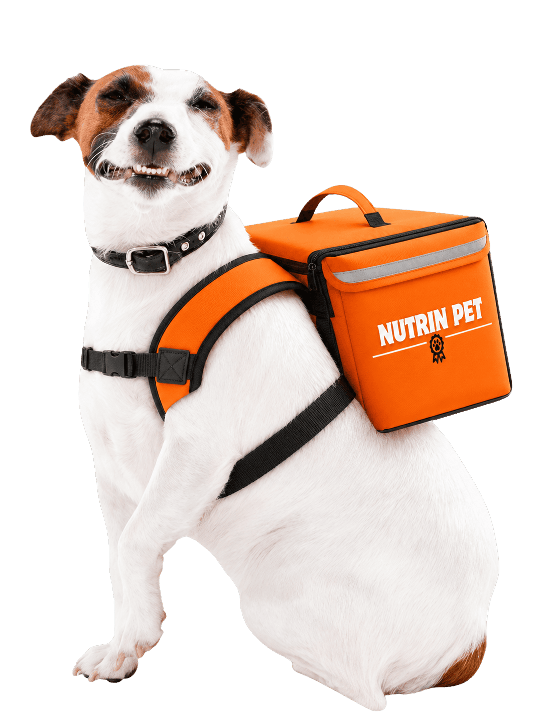 Cachorro jack russell com mochila de delivery Nutrin Pet
