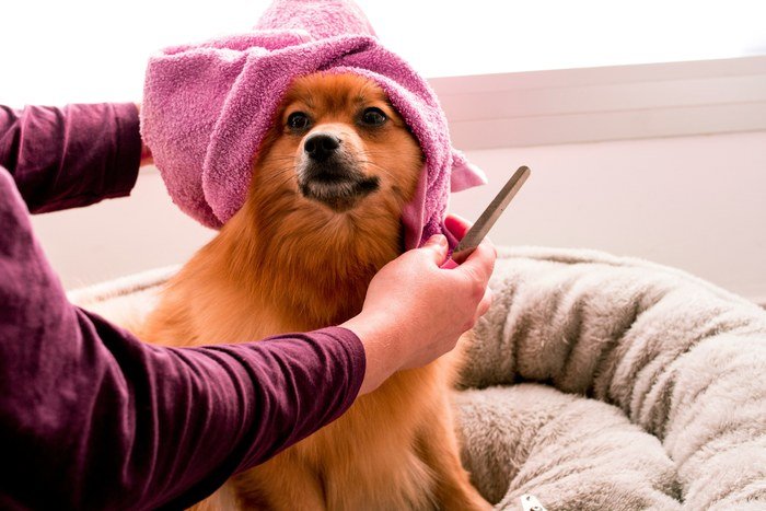 Cachorro de pelo longo sendo escovado em casa