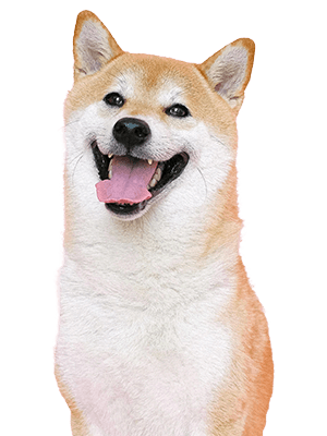 Cachorro da raça shiba inu com a boca aberta, parecendo sorrir