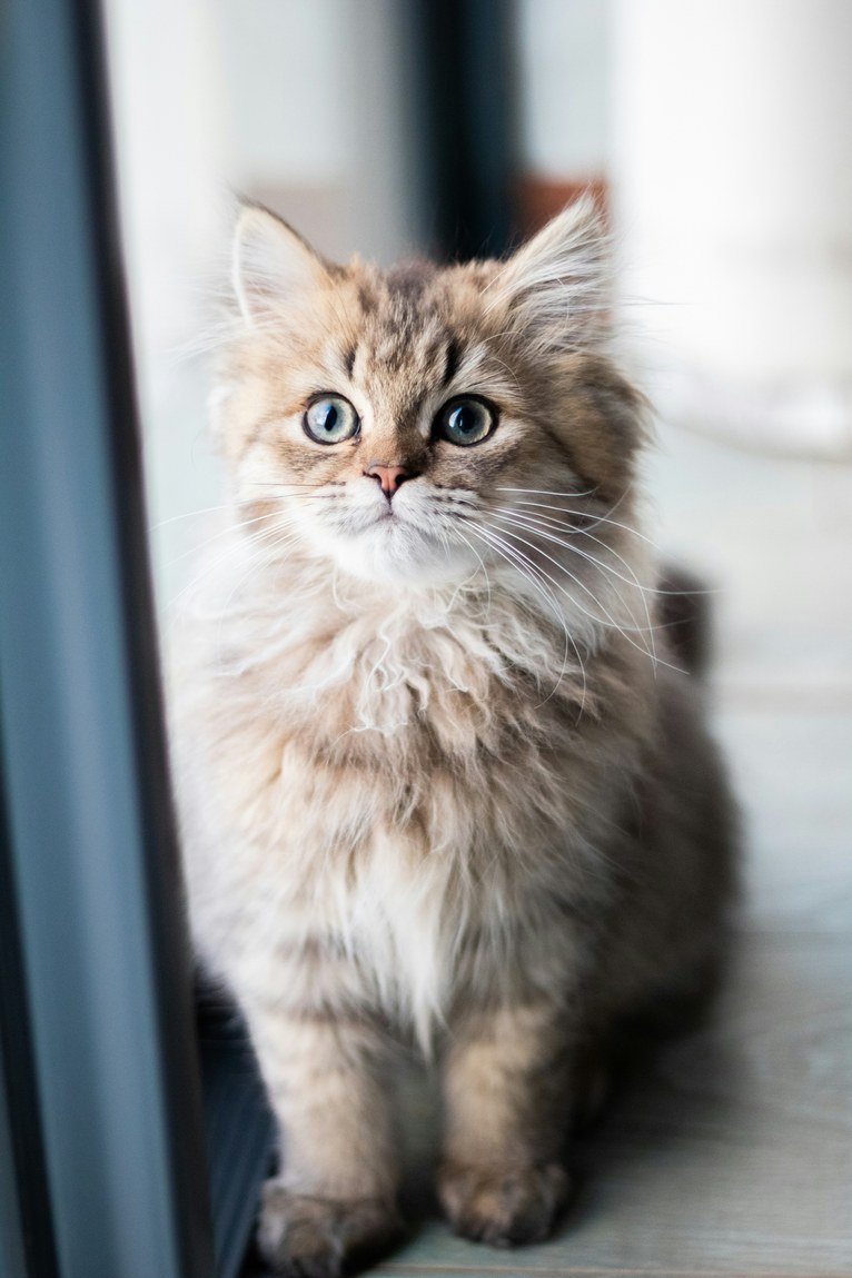 Gatinho malhado de olhos azuis perto de uma janela