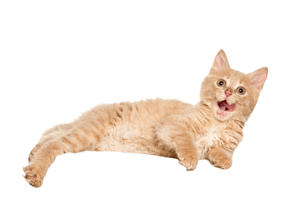 Gato deitado na borda do cartão
