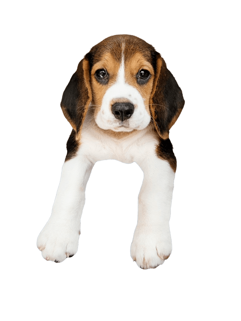 Filhote de cachorro espiando por cima do cartão