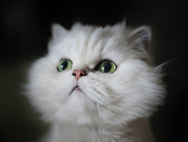 Gato persa branco de olhos verdes