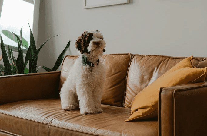 Cachorro de pelo cacheado em pé no sofá da sala