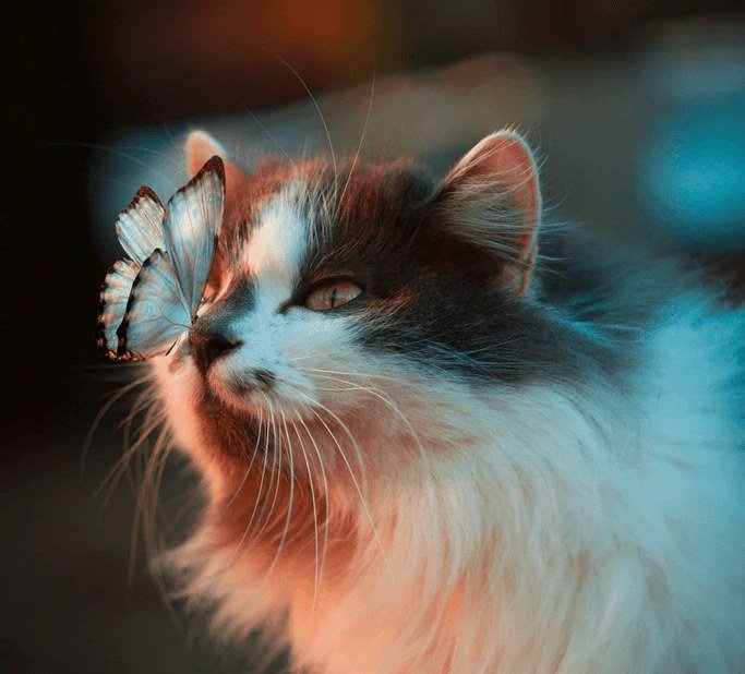 Gato de pelo longo com uma borboleta pousada no focinho