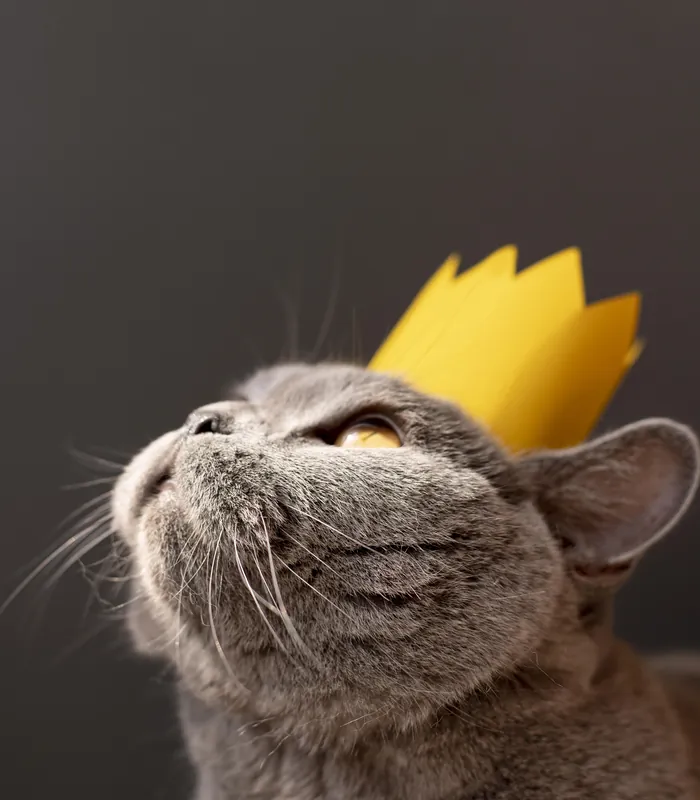 Gato cinza usando uma coroa amarela