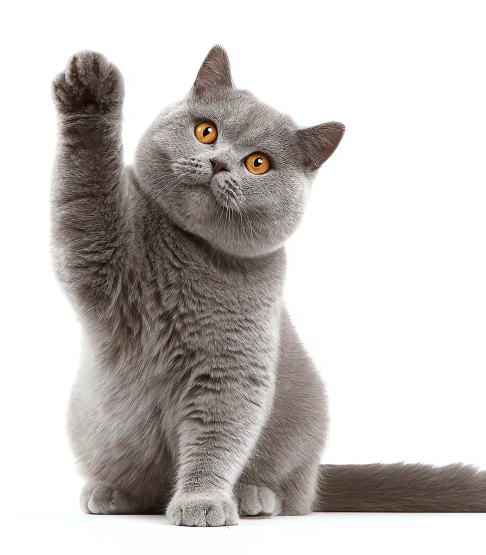 Gato cinza de olhos laranja com a pata levantada