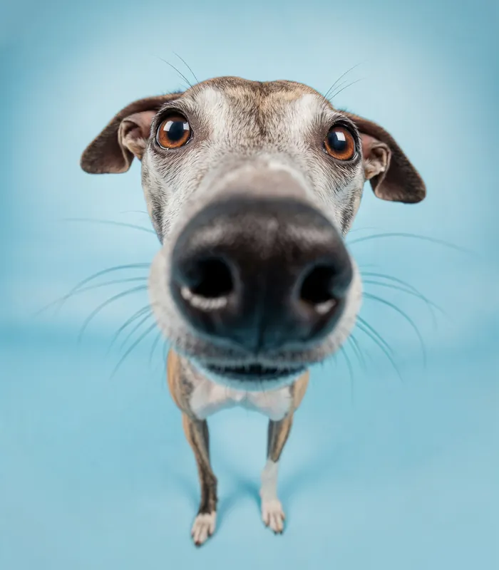 Whippet com o focinho bem perto da câmera em fundo azul