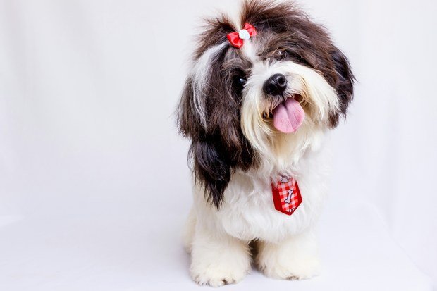 Cachorro shih tzu branco com laço vermelho e a língua para fora