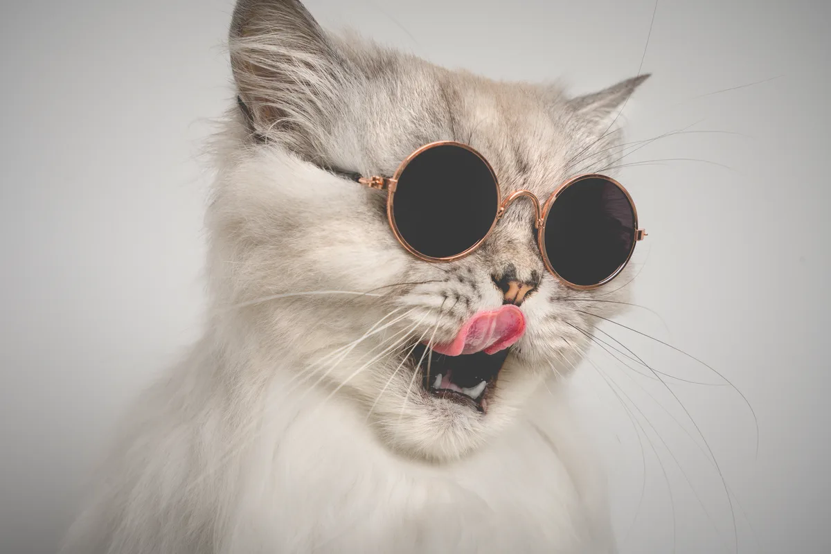 Gato cinza de óculos de sol com a língua de fora