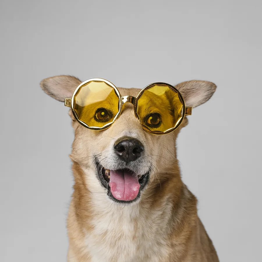 Cachorro marrom sorrindo com óculos de sol amarelos