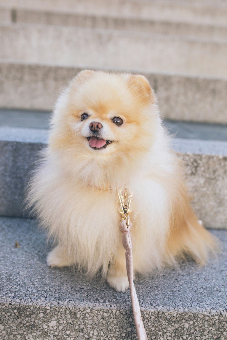 Cachorro lulu da pomerânia na guia, sentado em uma escada de pedra