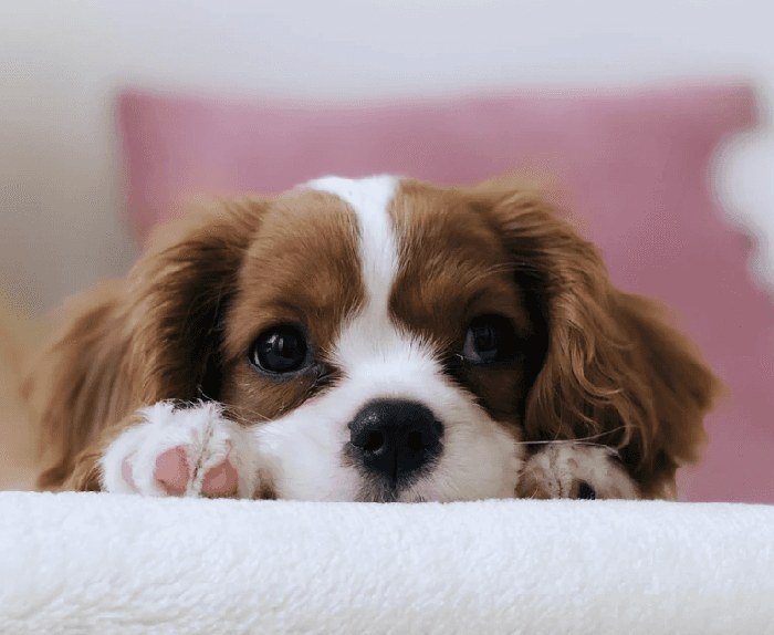Filhote de cachorro deitado, com a cabeça apoiada em uma manta clara