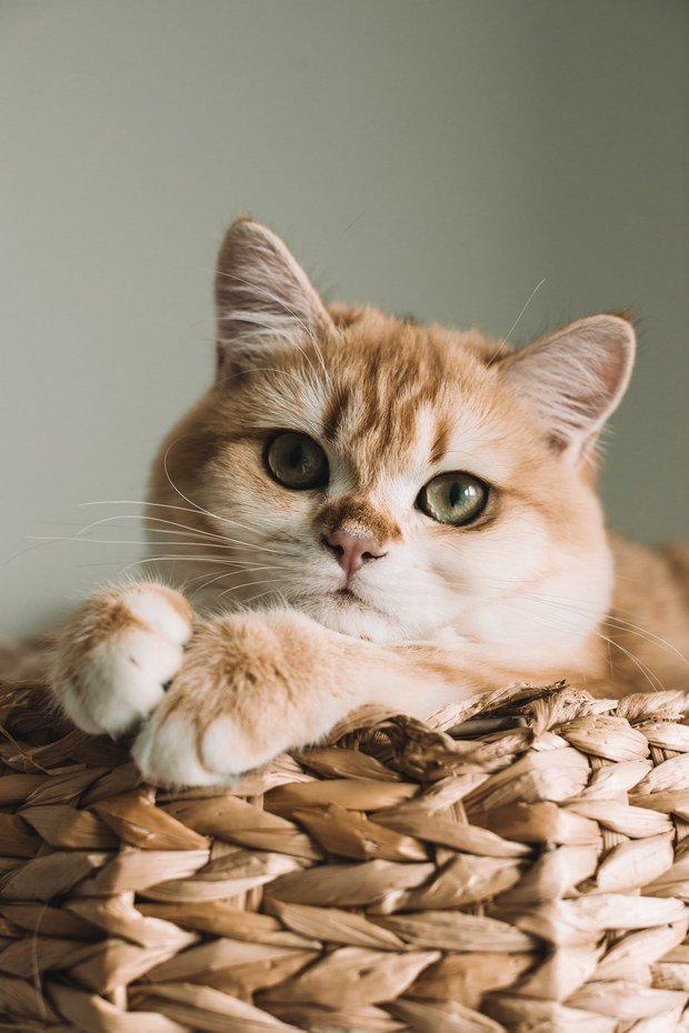 Gato laranja rajado deitado sobre uma manta