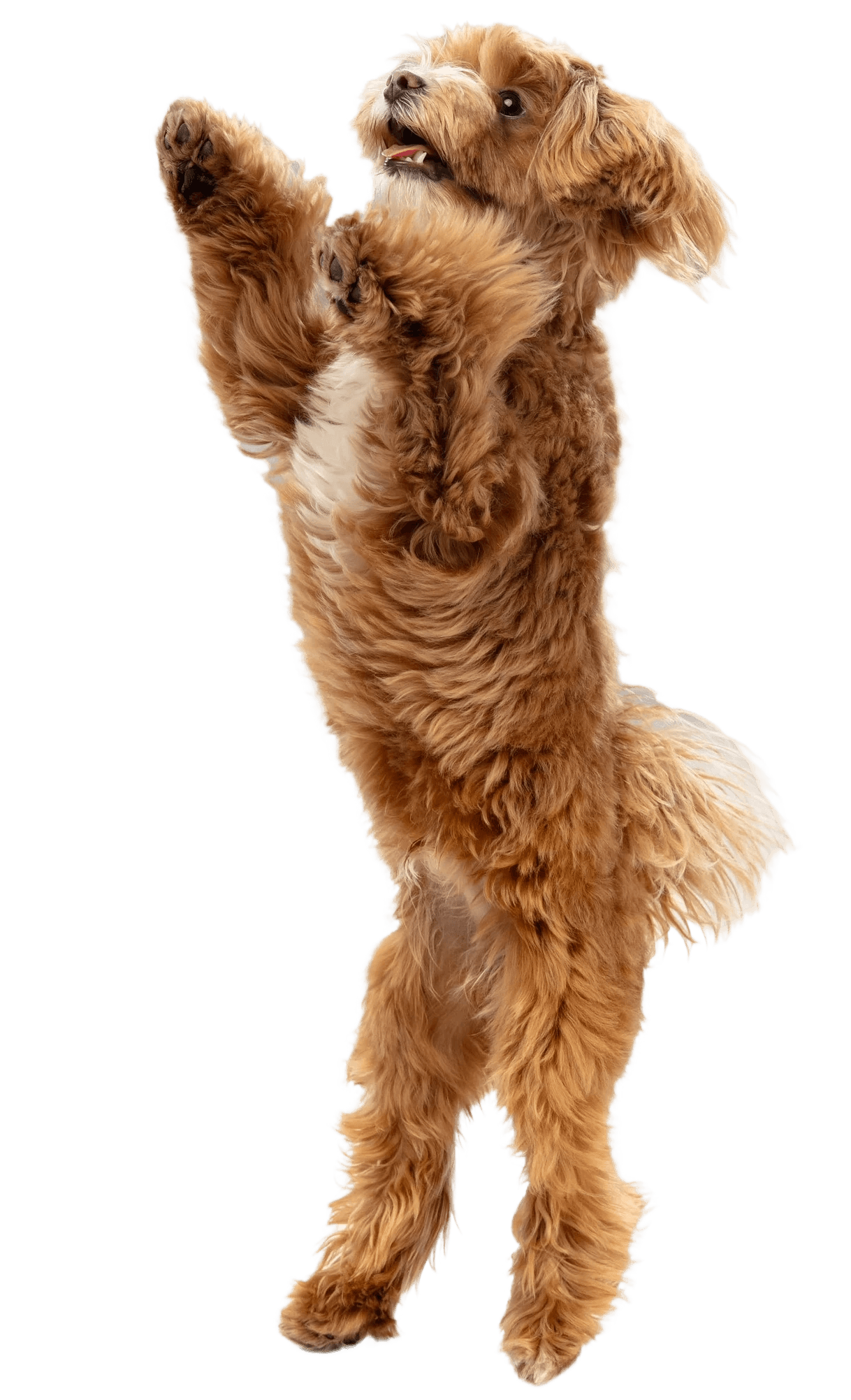 Cachorro poodle branco apoiado nas patas traseiras