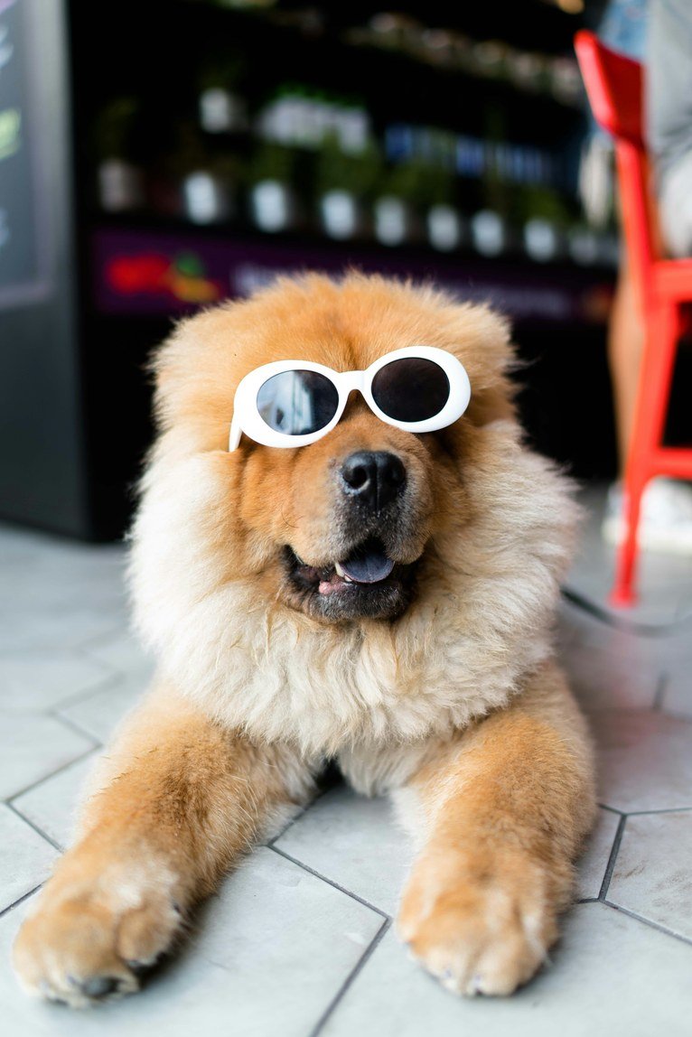 Chow chow deitado usando óculos de sol brancos